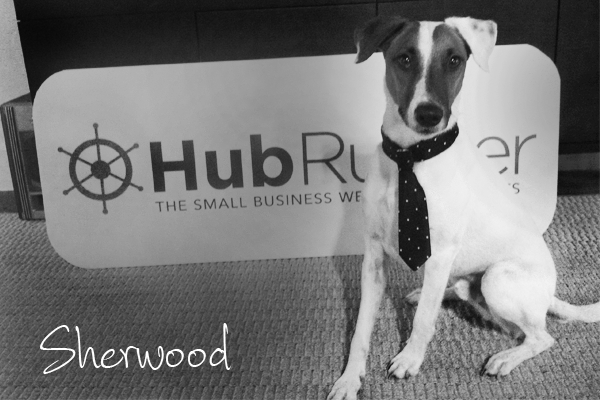 sherwood-hubrunner-dog